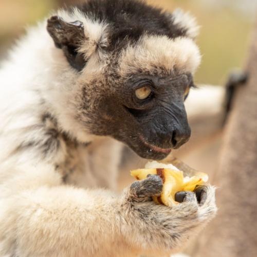 Verreaux's sifaka in Kirindy Reserve