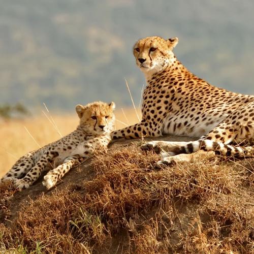 Masai Mara, cheeta's