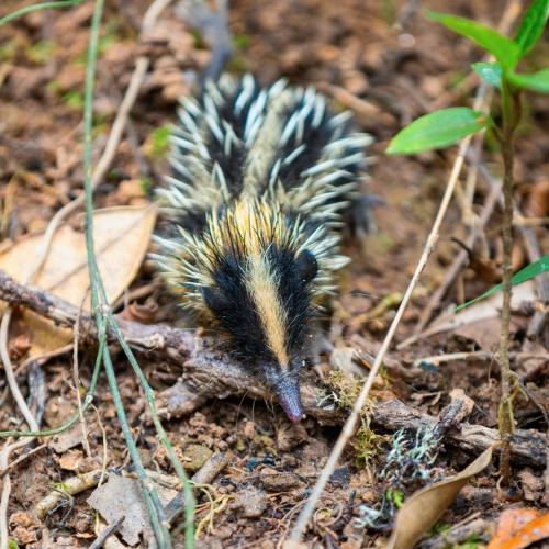 Tenreks in Andasibe Nationaal Park