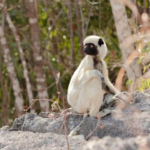 Maki in Tsingy de Bemaraha Nationaal Park