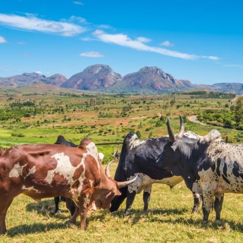 Platteland van Ambalavao