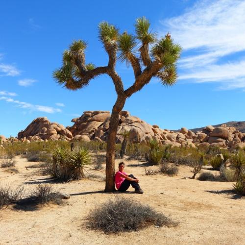 Yucca in Joshua Tree Nationaal Park