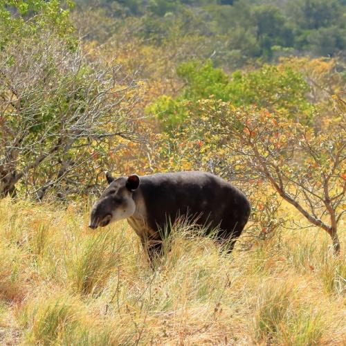 Een tapir in Rincon de la Vieja