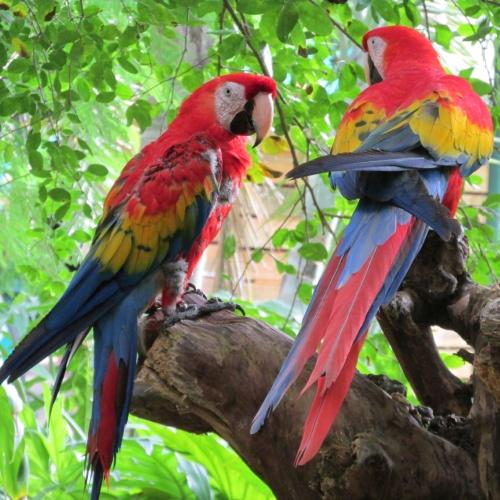 Guacamayas, papegaai