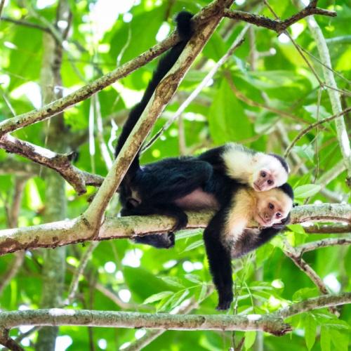 Apen in Tortuguero Nationaal Park