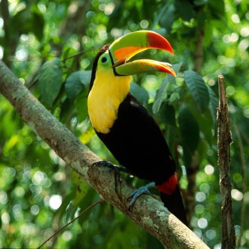 Een toekan in Manuel Antonio Nationaal Park