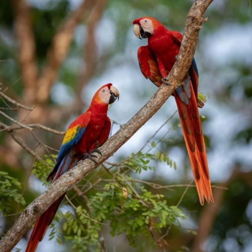 Papegaaien in Costa Rica