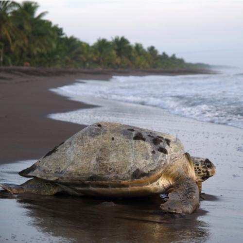 Een schildpad op het strand van Tortuguero