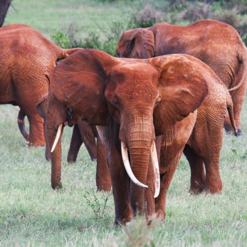 Tsavo West Nationaal Park, Olifant