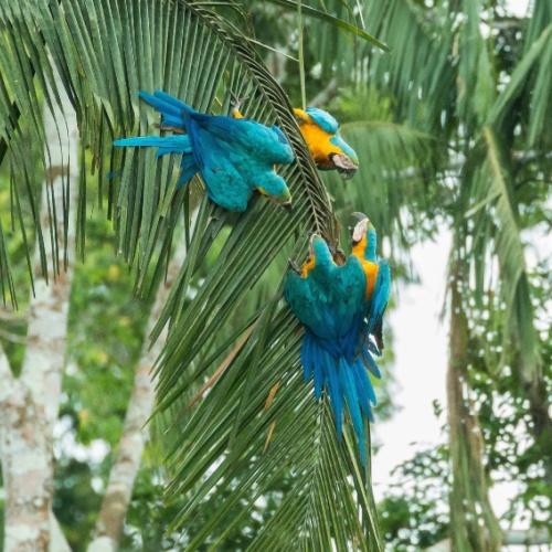 Blauwe ara's in het Tambopata Nationaal Park