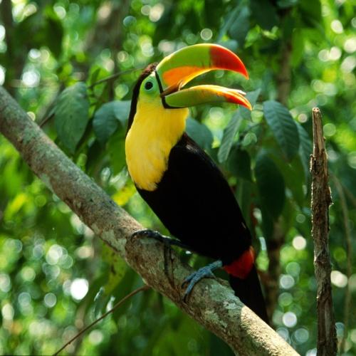 Toekan in Manuel Antonio Nationaal Park