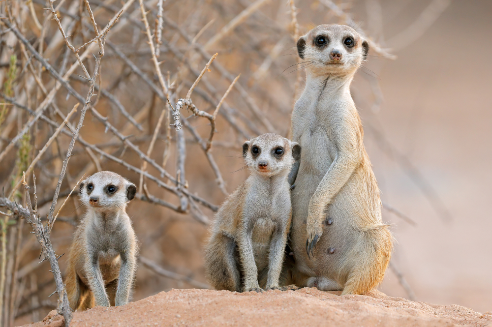 Stokstaartjes spotten tijdens groepsreis Mooiste van Madagaskar