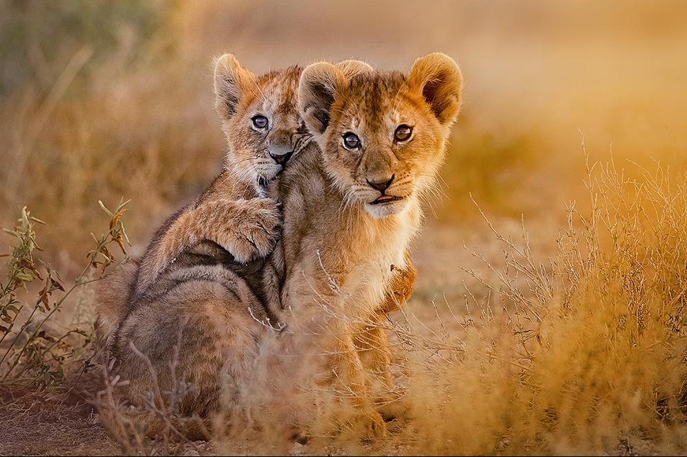 Spot wilde dieren in Tanzania