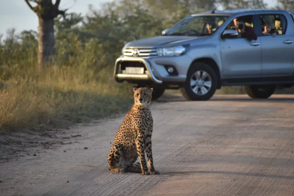 NRV Reiziger tijdens safari in Kruger NP